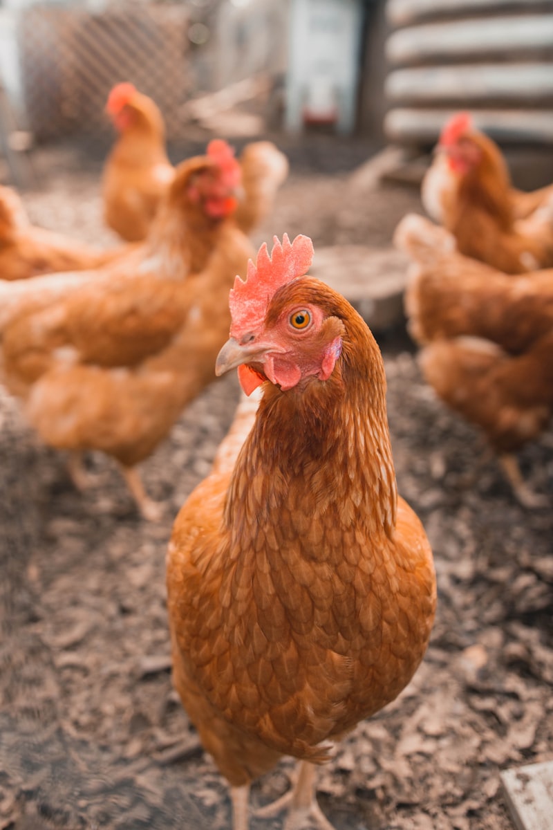 Interior poultry farm dengan sistem pemeliharaan modern