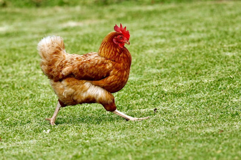 Kandang ayam sehat dengan ventilasi baik